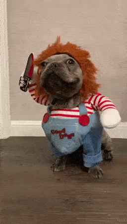 DISFRACES HALLOWEEN PARA MASCOTAS